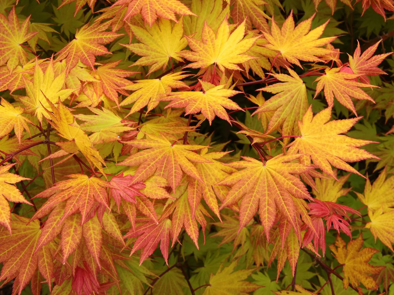Acer shirasawanum ‘Autumn Moon’ — katalog fotoğrafı