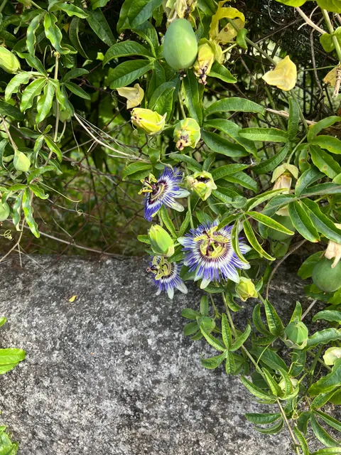 Passiflora edulis — katalog fotoğrafı