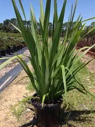 Phormium tenax — katalog fotoğrafı