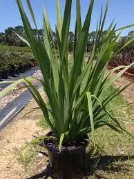 Phormium tenax — katalog fotoğrafı