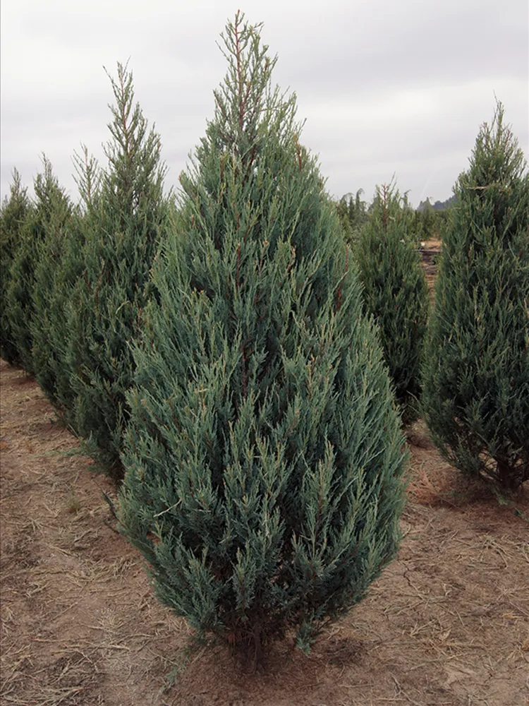 Juniperus virginiana ‘Skyrocket’ — katalog fotoğrafı