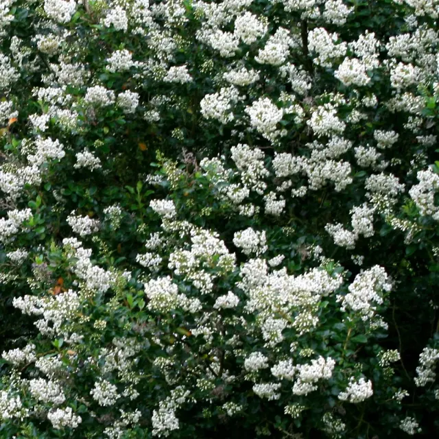 Escallonia ‘Iveyi’ — katalog fotoğrafı