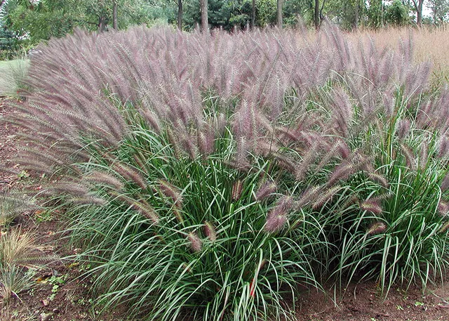 Pennisetum alopecuroides ‘Red Head’ — katalog fotoğrafı