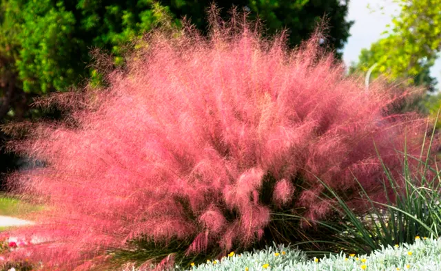 Muhlenbergia capillaris — katalog fotoğrafı