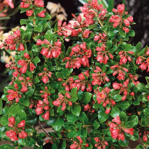 Escallonia ‘Red Dream’ — katalog fotoğrafı