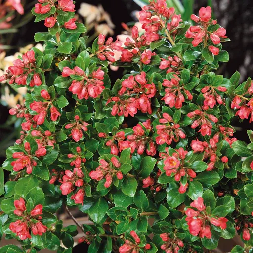 Escallonia ‘Red Dream’ — katalog fotoğrafı