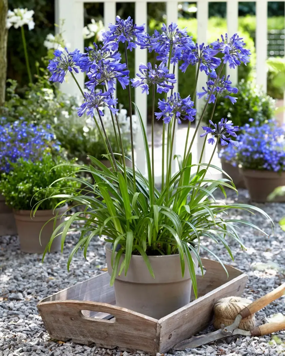 Agapanthus sp. — katalog fotoğrafı