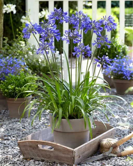 Agapanthus sp. — katalog fotoğrafı