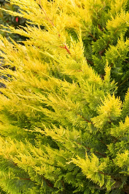 Cupressocyparis leylandii ‘Gold Rider’ — katalog fotoğrafı
