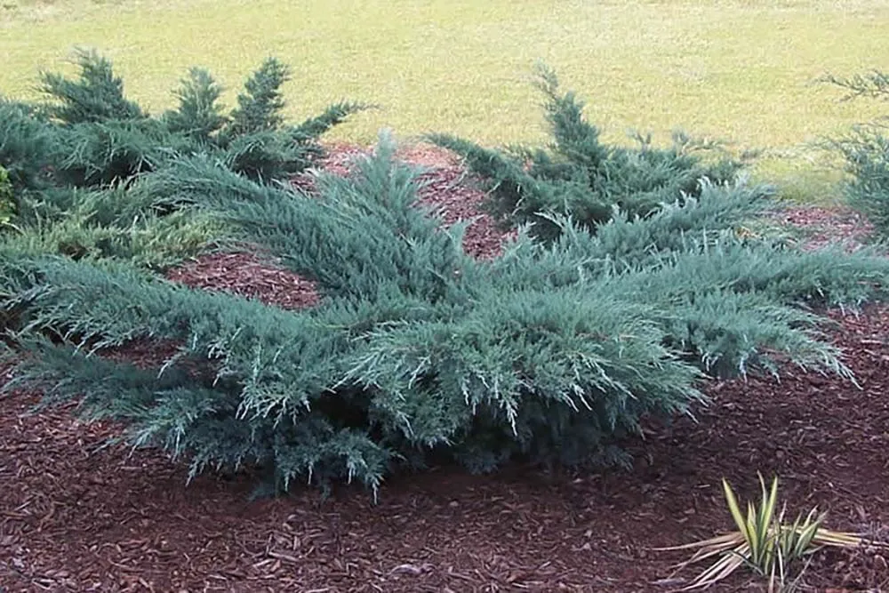 Juniperus virginiana ‘Grey Owl’ — katalog fotoğrafı