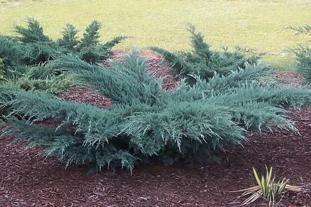 Juniperus virginiana ‘Grey Owl’ — katalog fotoğrafı