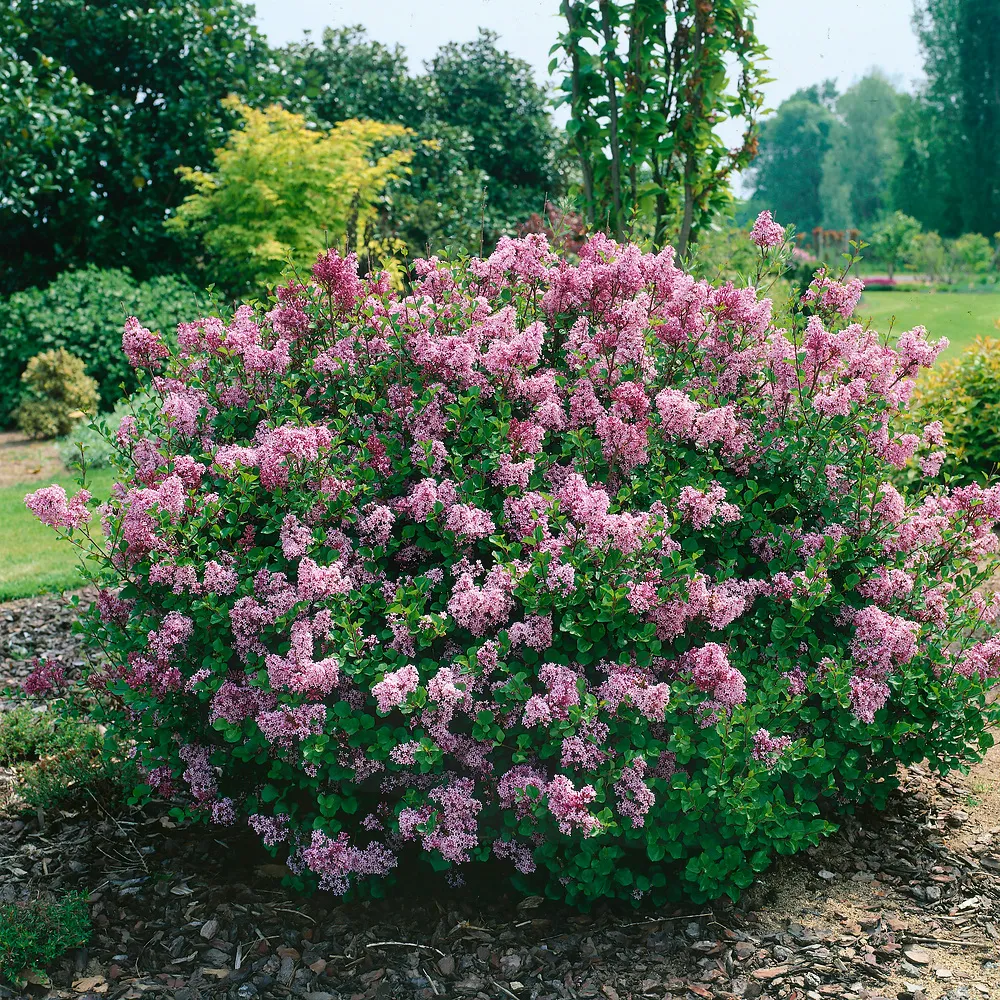 Syringa meyeri ‘Palibin’ — katalog fotoğrafı