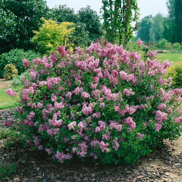 Syringa meyeri ‘Palibin’ — katalog fotoğrafı