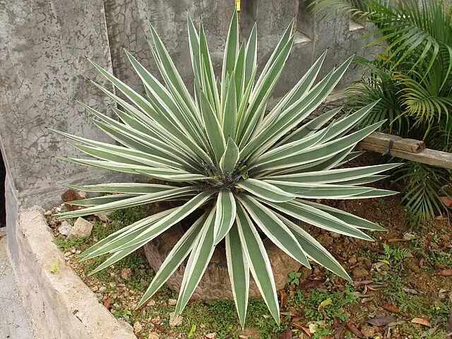 Agave angustifolia ‘Marginata’ — katalog fotoğrafı