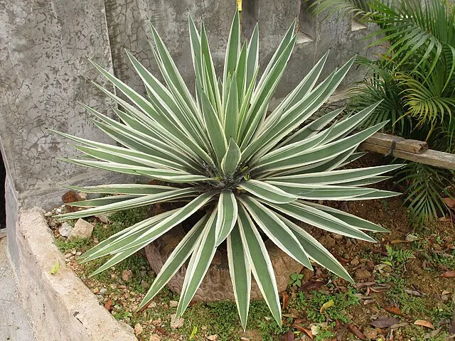 Agave angustifolia ‘Marginata’ — katalog fotoğrafı