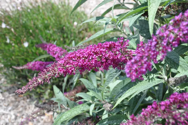 Buddleja davidii ‘Nanho Purple’ — katalog fotoğrafı