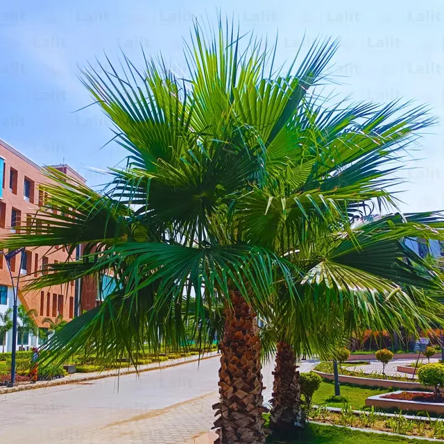 Washingtonia filifera — katalog fotoğrafı