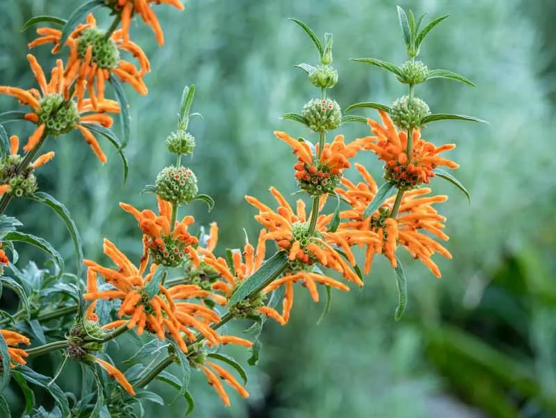 Leonotis leonurus — katalog fotoğrafı