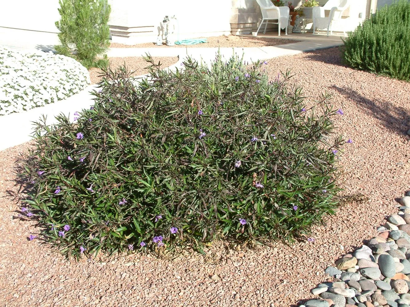 Ruellia brittoniana — katalog fotoğrafı