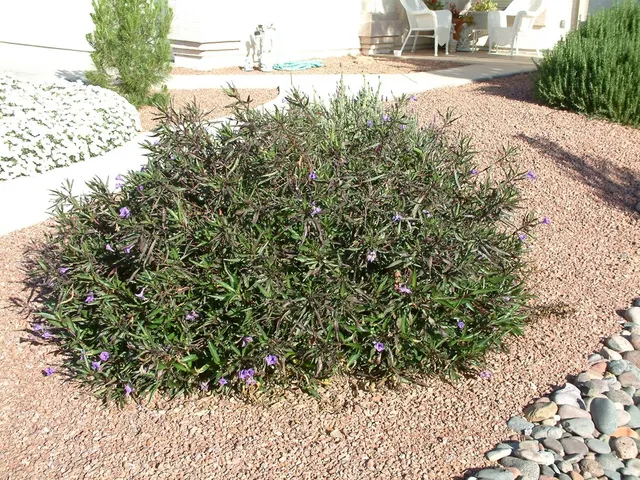 Ruellia brittoniana — katalog fotoğrafı