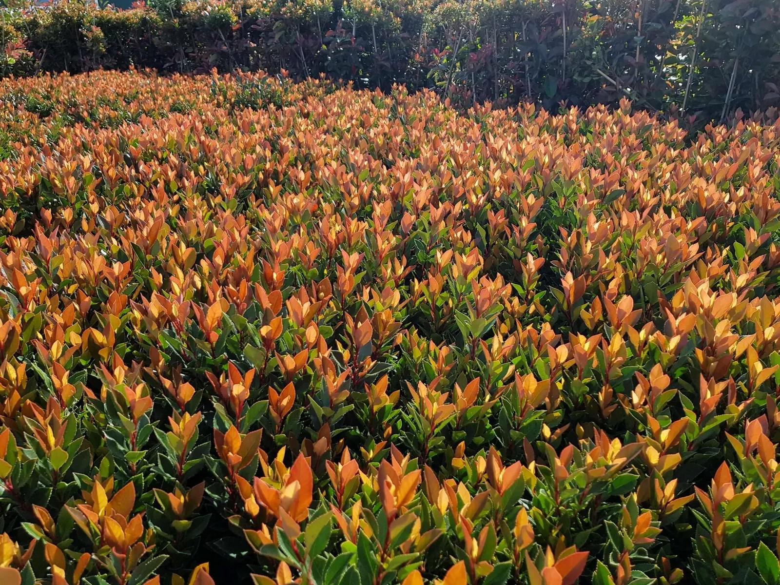 Photinia × fraseri ‘Chico’ — katalog fotoğrafı