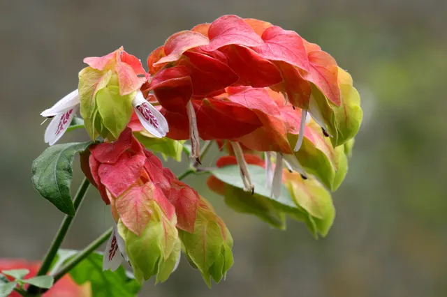 Beloperone guttata (Justicia brandegeeana) — katalog fotoğrafı