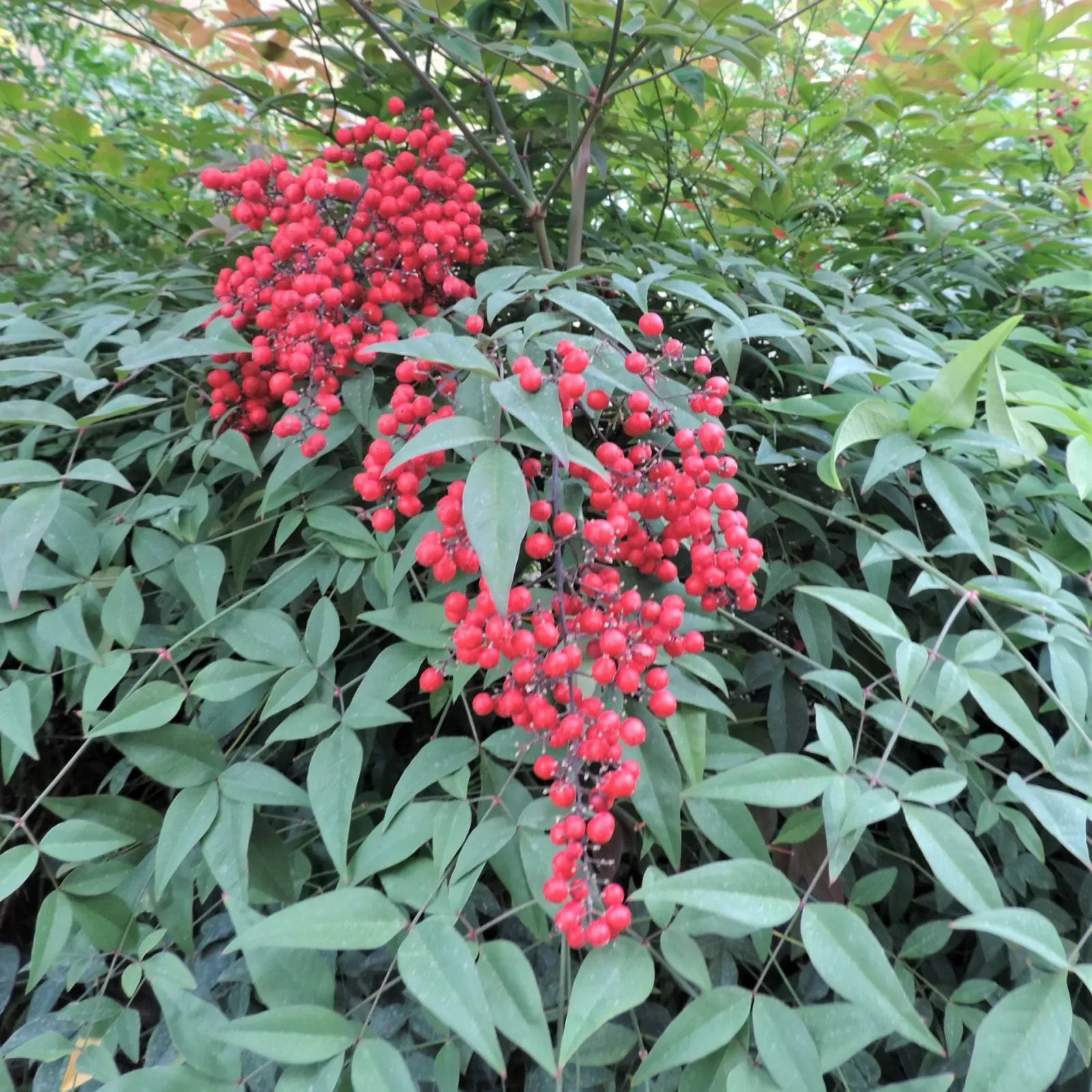 Nandina domestica — katalog fotoğrafı
