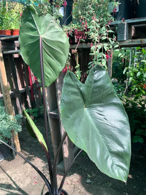 Colocasia esculenta ‘Fontanesii’ — katalog fotoğrafı