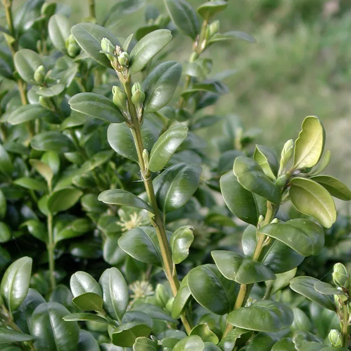 Buxus sempervirens ‘Rotundifolia’ — katalog fotoğrafı