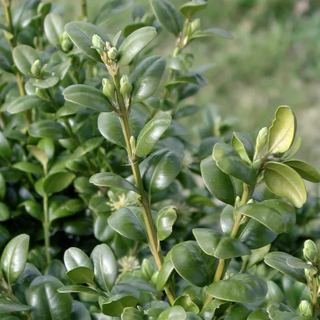 Buxus sempervirens ‘Rotundifolia’ — katalog fotoğrafı