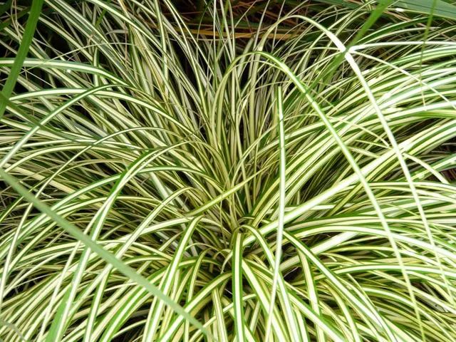 Carex oshimensis ‘Evergold’ — katalog fotoğrafı