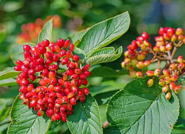 Viburnum lantana — katalog fotoğrafı