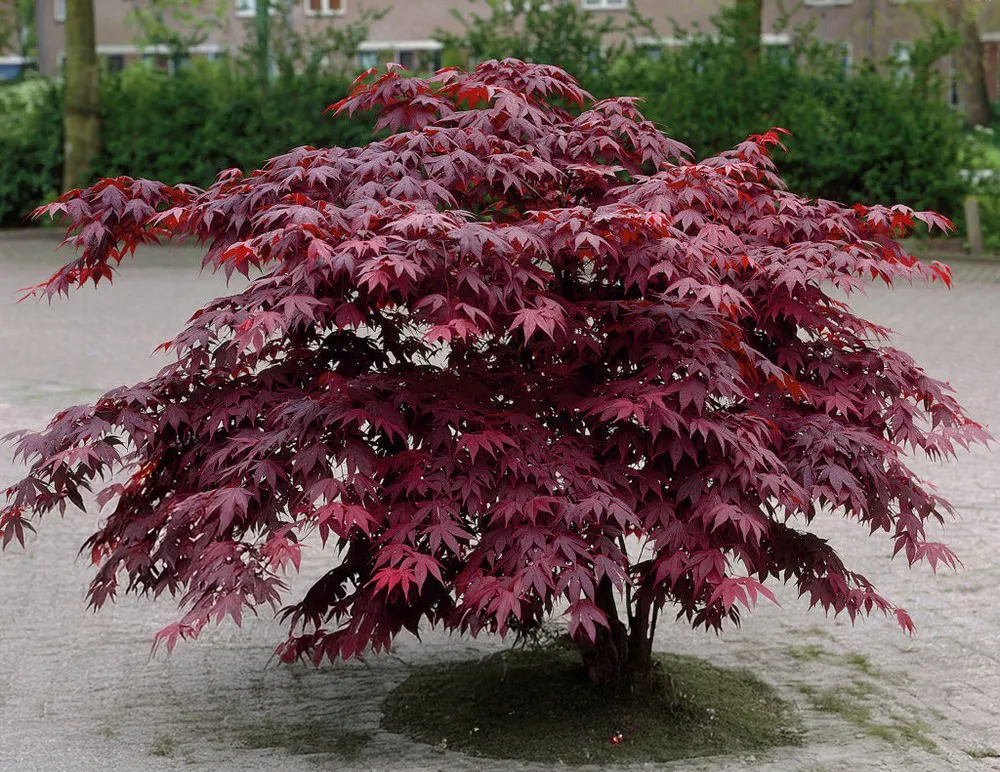 Acer palmatum ‘Bloodgood’ — katalog fotoğrafı