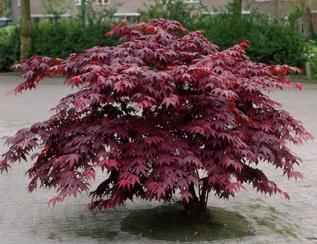 Acer palmatum ‘Bloodgood’ — katalog fotoğrafı