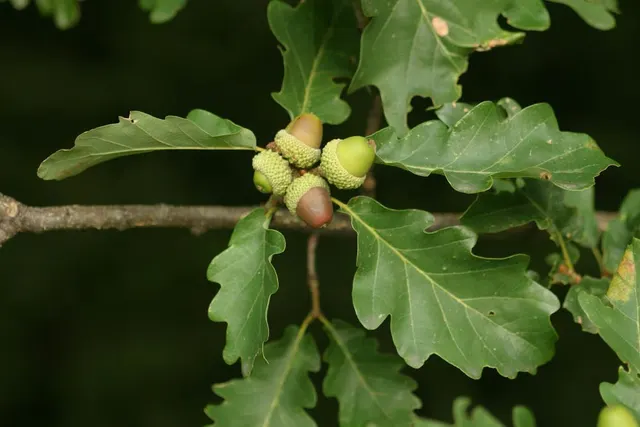 Quercus petraea — katalog fotoğrafı