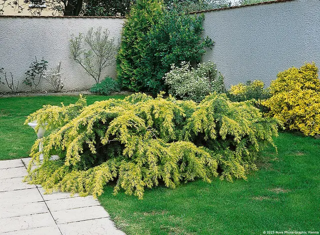 Cedrus deodara ‘Golden Horizon’ — katalog fotoğrafı