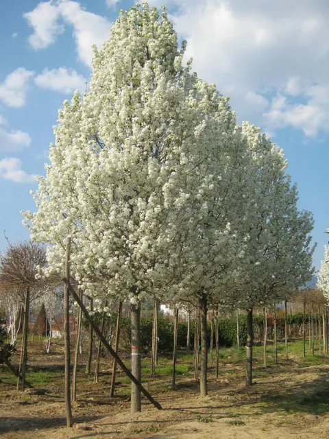 Pyrus calleryana — katalog fotoğrafı
