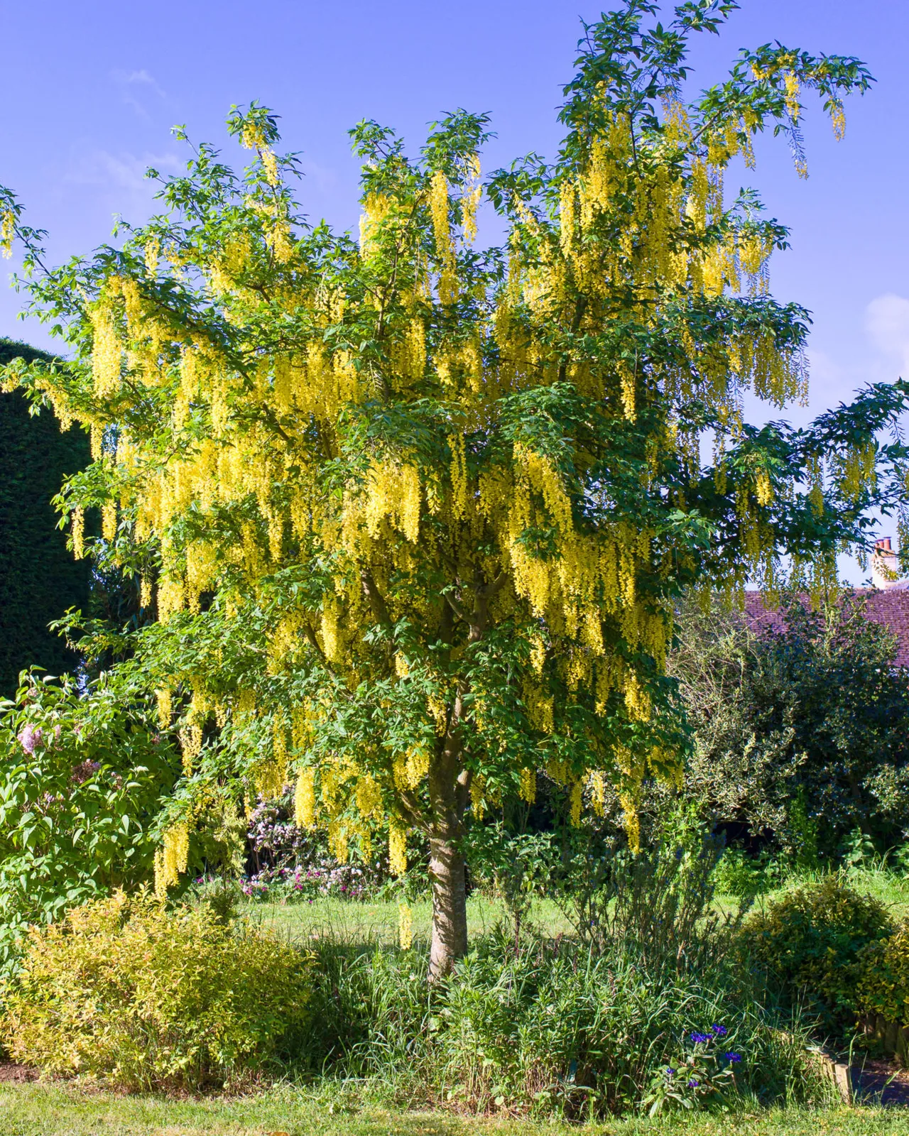 Laburnum × watereri ‘Vossii’ — katalog fotoğrafı