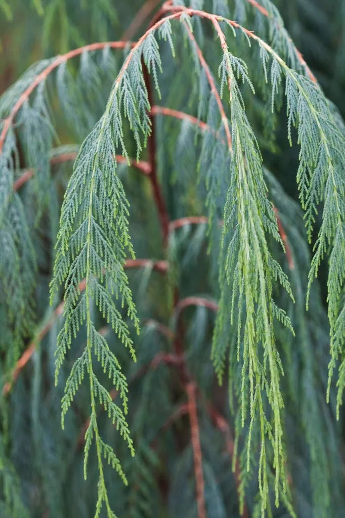 Cupressus cashmeriana — katalog fotoğrafı