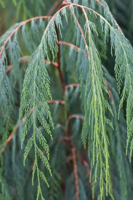Cupressus cashmeriana — katalog fotoğrafı
