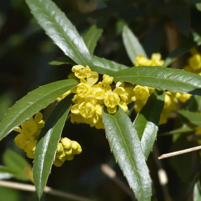 Berberis julianae — katalog fotoğrafı