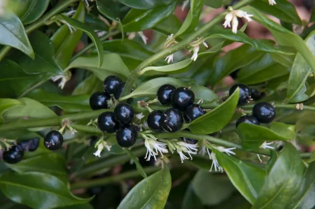 Sarcococca confusa — katalog fotoğrafı