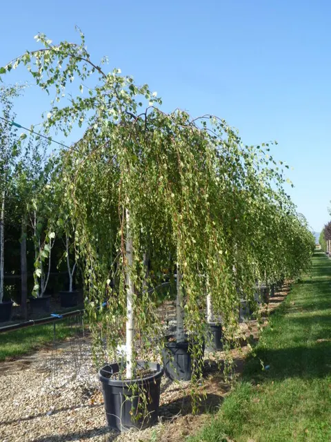 Betula alba ‘Pendula’ — katalog fotoğrafı
