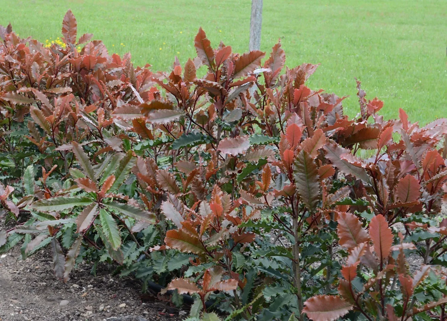 Photinia serratifolia ‘Crunchy’ — katalog fotoğrafı