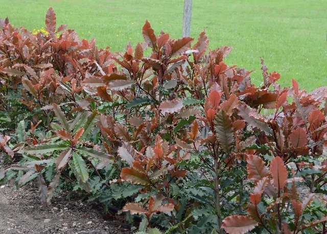Photinia serratifolia ‘Crunchy’ — katalog fotoğrafı