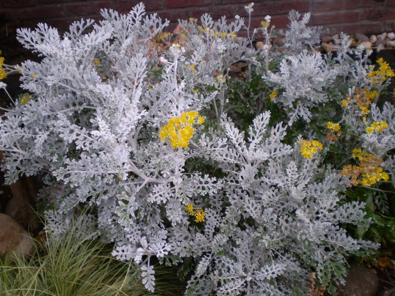 Senecio bicolor — katalog fotoğrafı