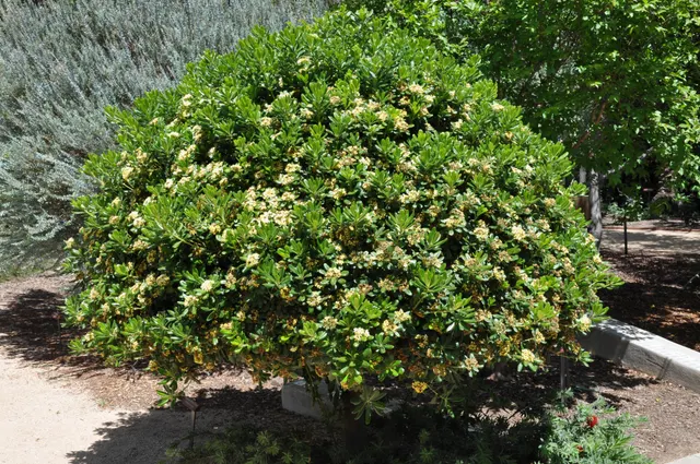 Pittosporum tobira — katalog fotoğrafı