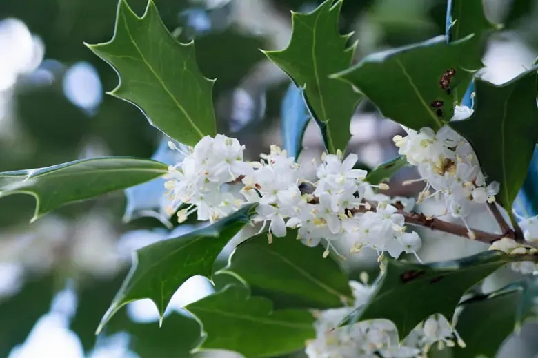 Osmanthus heterophyllus — katalog fotoğrafı