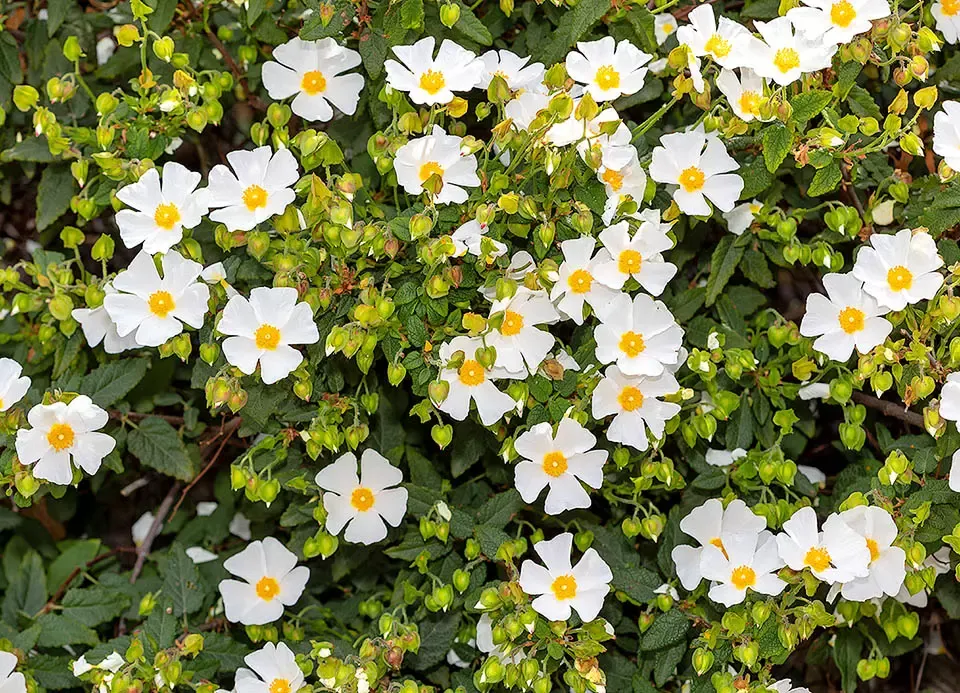 Cistus salvifolius — katalog fotoğrafı