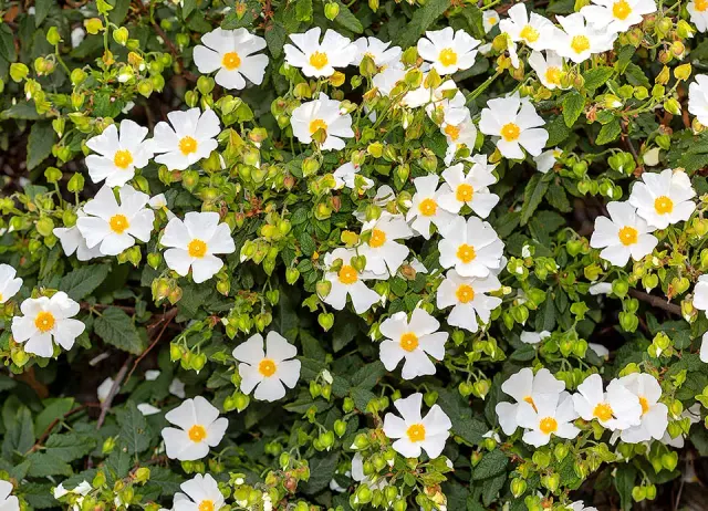 Cistus salvifolius — katalog fotoğrafı